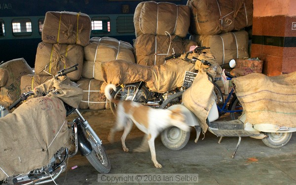 Dog and freight at the railway station, Jaipur