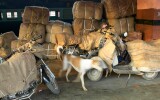 Dog and freight at the railway station, Jaipur