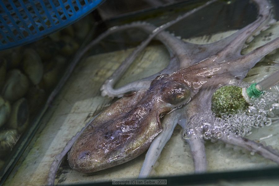 Daily life, Phuket, Thailand