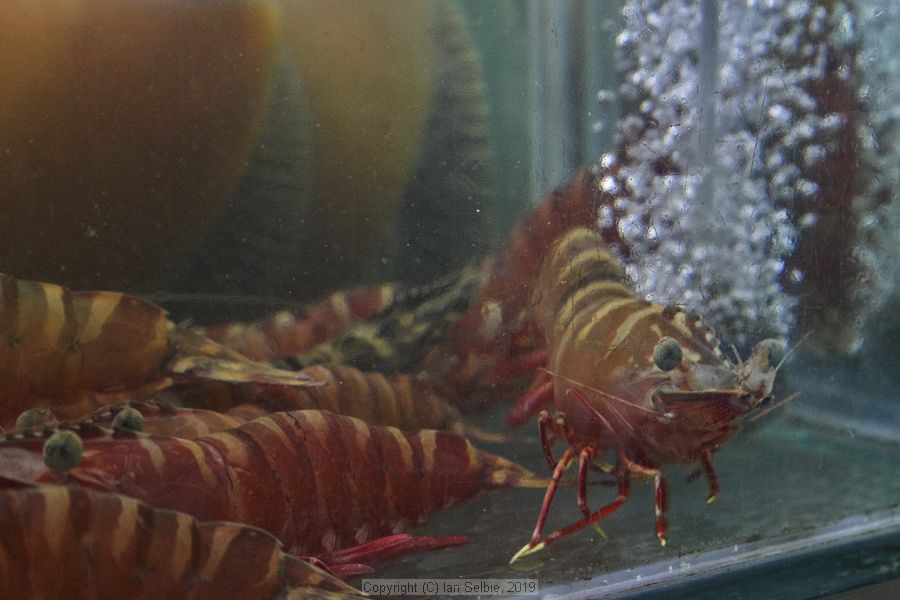 Daily life, Phuket, Thailand