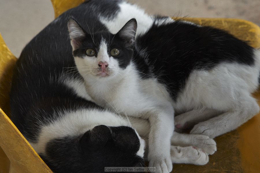 Phra Phutta Ming Mongkol Akenakiri (Great Buddha) Temple, Phuket, Thailand