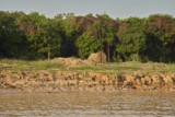 Fishing community in Chong Khneas on the Siem Reap river and floating on the Tonle Sap lake in Cambodia