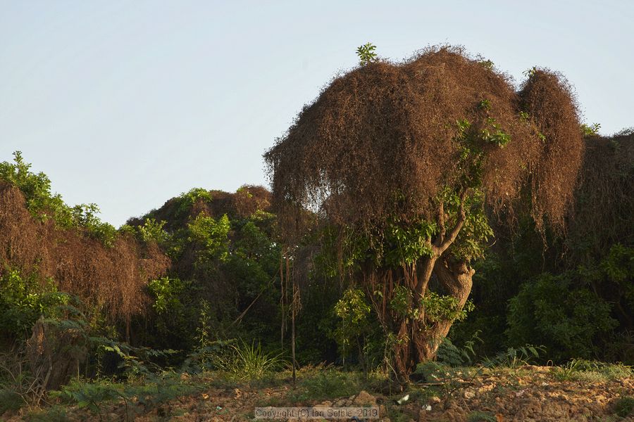 Fishing community in Chong Khneas on the Siem Reap river and floating on the Tonle Sap lake in Cambodia
