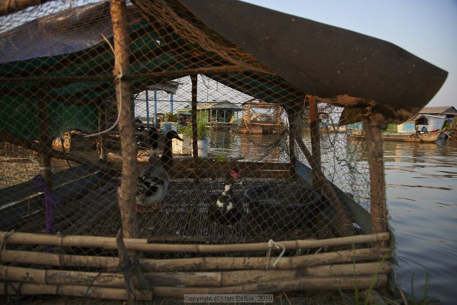 Fishing community in Chong Khneas on the Siem Reap river and floating on the Tonle Sap lake in Cambodia