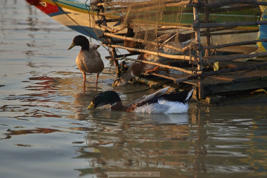 Fishing community in Chong Khneas on the Siem Reap river and floating on the Tonle Sap lake in Cambodia