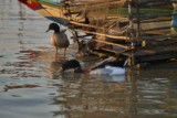 Fishing community in Chong Khneas on the Siem Reap river and floating on the Tonle Sap lake in Cambodia