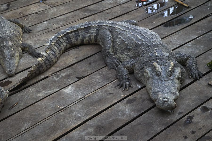 Fishing community in Chong Khneas on the Siem Reap river and floating on the Tonle Sap lake in Cambodia