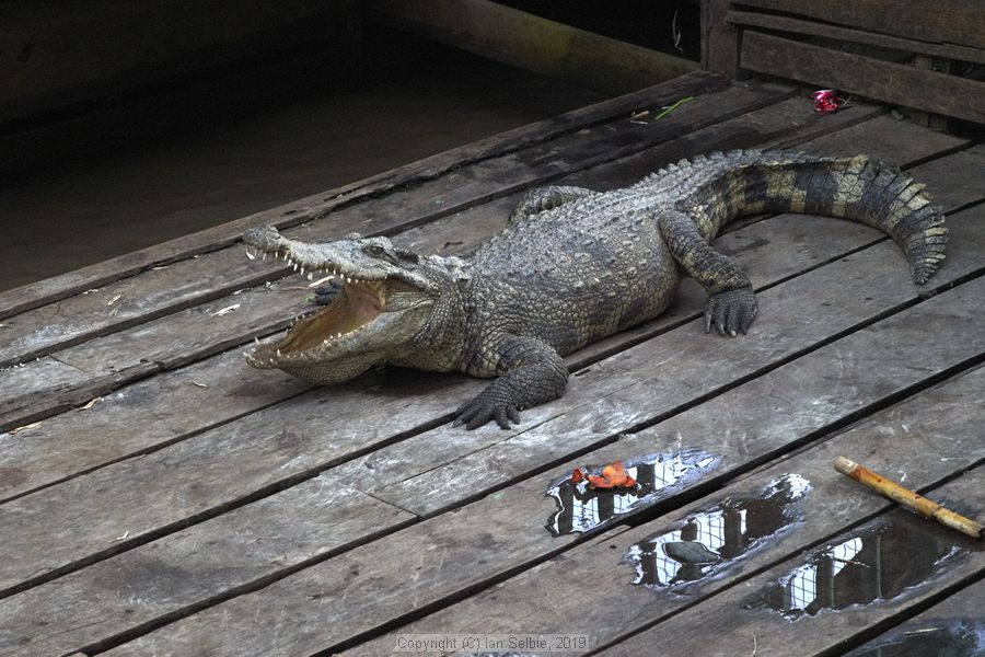 Fishing community in Chong Khneas on the Siem Reap river and floating on the Tonle Sap lake in Cambodia