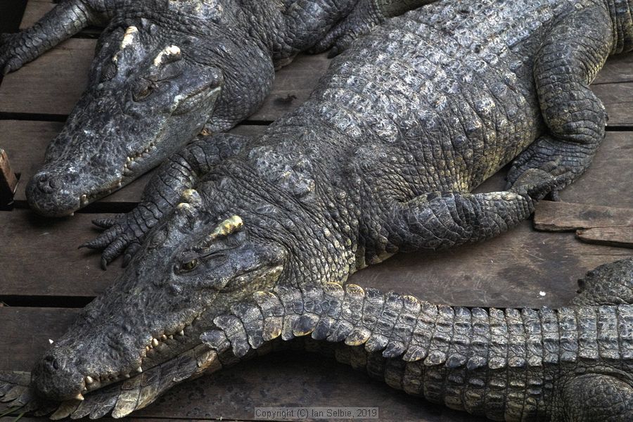Fishing community in Chong Khneas on the Siem Reap river and floating on the Tonle Sap lake in Cambodia