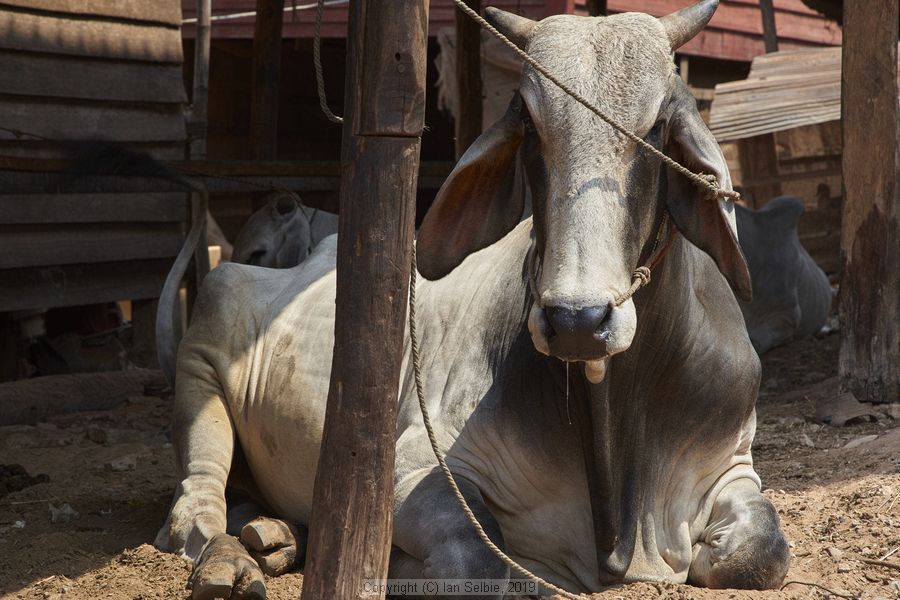 Village and market life in and around Siem Reap, Cambodia