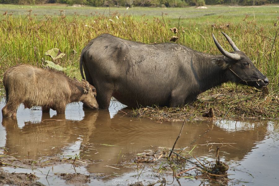 Village and market life in and around Siem Reap, Cambodia