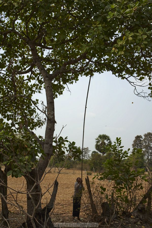 Village and market life in and around Siem Reap, Cambodia