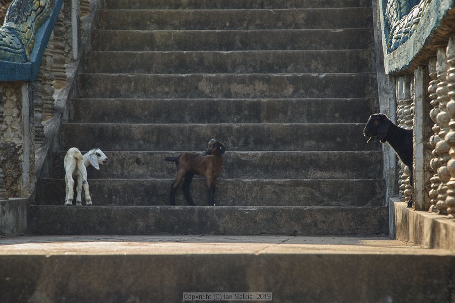 Village and market life in and around Phnom Krom, Cambodia