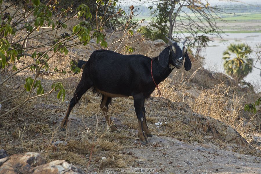 Village and market life in and around Phnom Krom, Cambodia