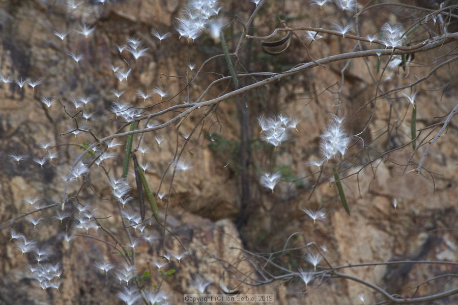 Village and market life in and around Phnom Krom, Cambodia