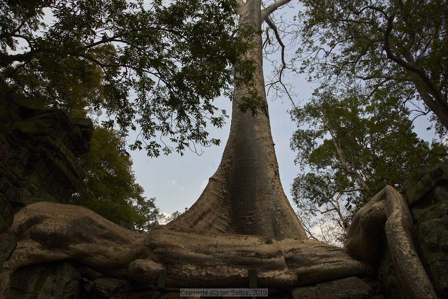 Ta ProhmTemple, Siem Reap, Cambodia