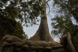 Ta ProhmTemple, Siem Reap, Cambodia