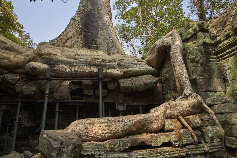 Ta ProhmTemple, Siem Reap, Cambodia