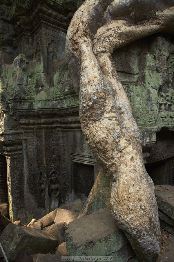 Ta ProhmTemple, Siem Reap, Cambodia