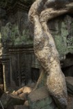 Ta ProhmTemple, Siem Reap, Cambodia