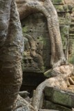 Ta ProhmTemple, Siem Reap, Cambodia