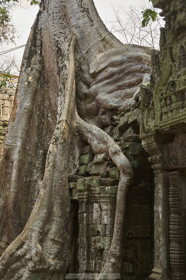 Ta ProhmTemple, Siem Reap, Cambodia