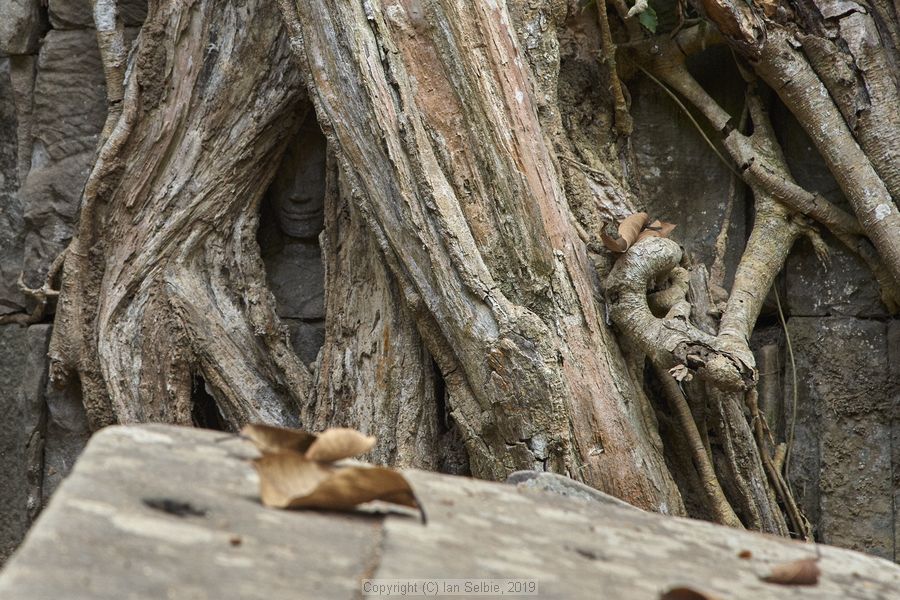Ta ProhmTemple, Siem Reap, Cambodia