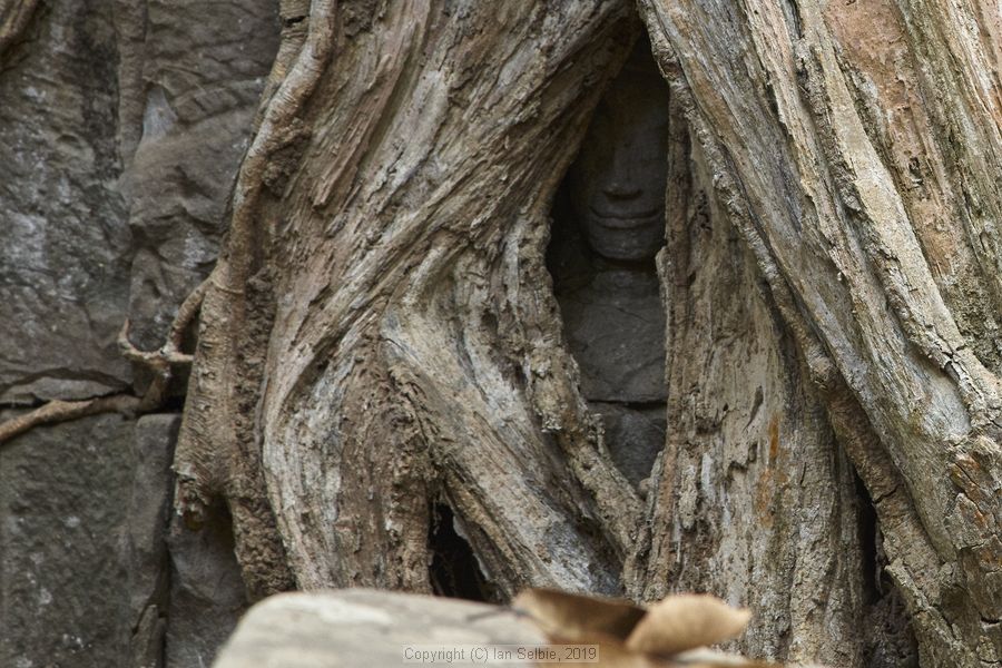 Ta ProhmTemple, Siem Reap, Cambodia