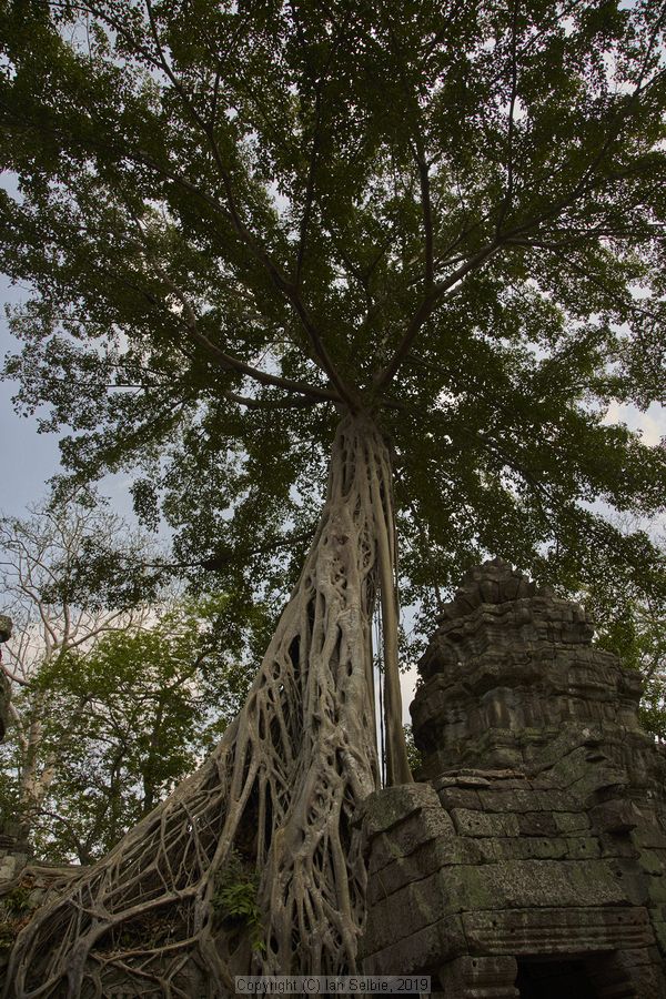Ta ProhmTemple, Siem Reap, Cambodia
