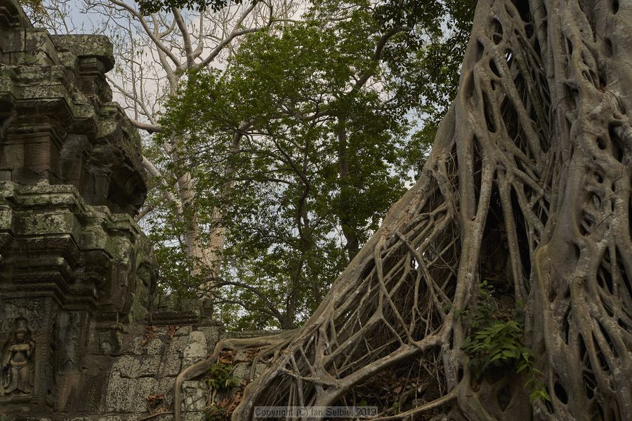 Ta ProhmTemple, Siem Reap, Cambodia