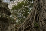 Ta ProhmTemple, Siem Reap, Cambodia