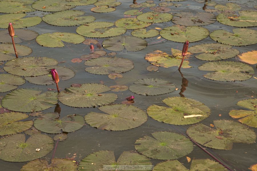 Angkor Wat, Siem Reap, Cambodia