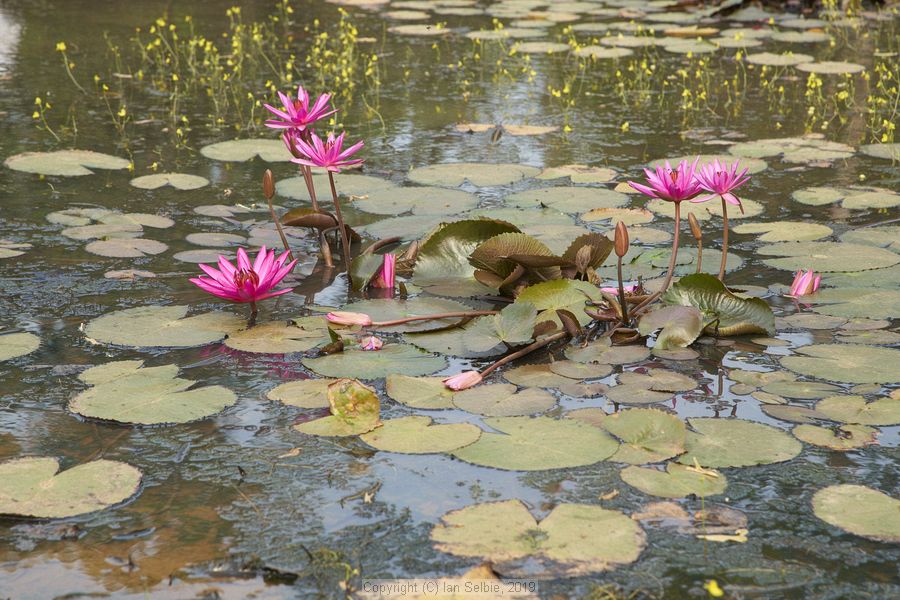 Banteay Srei Temple near Siem Reap, Cambodia