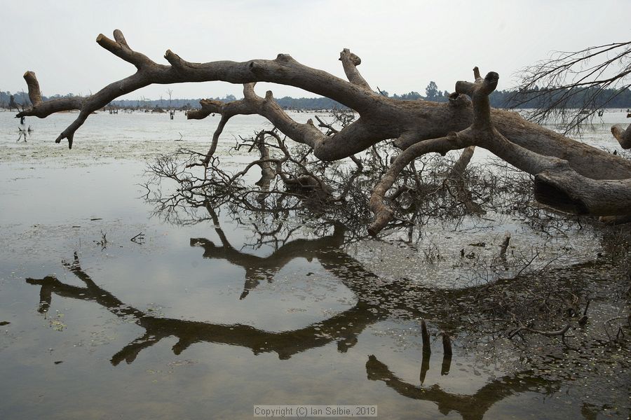 Temple near Siem Reap, Cambodia