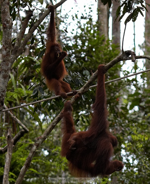 Semenggoh Orang Utang Rehabilitation Centre, Sarawak, East Malaysia (Borneo)