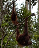 Semenggoh Orang Utang Rehabilitation Centre, Sarawak, East Malaysia (Borneo)