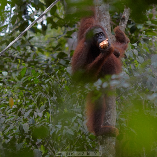 Semenggoh Orang Utang Rehabilitation Centre, Sarawak, East Malaysia (Borneo)