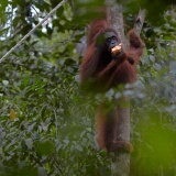 Semenggoh Orang Utang Rehabilitation Centre, Sarawak, East Malaysia (Borneo)