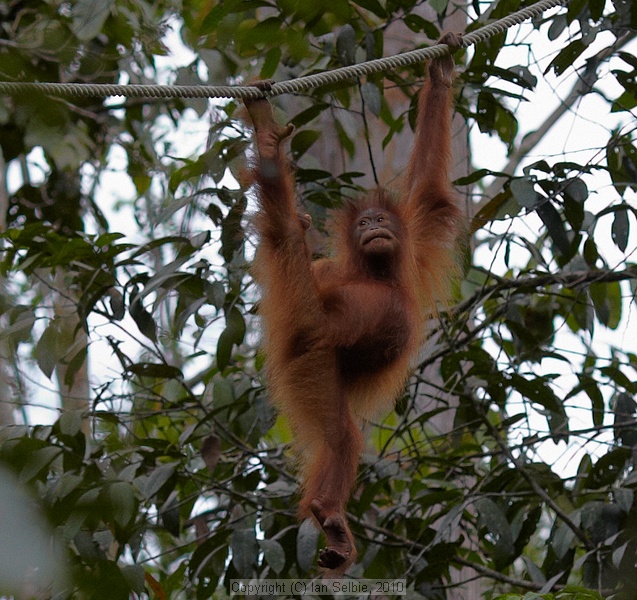 Semenggoh Orang Utang Rehabilitation Centre, Sarawak, East Malaysia (Borneo)