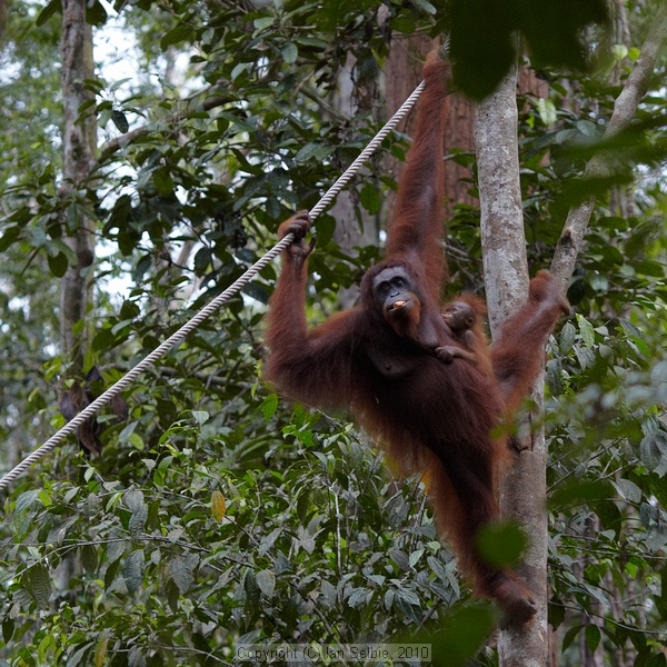 Semenggoh Orang Utang Rehabilitation Centre, Sarawak, East Malaysia (Borneo)