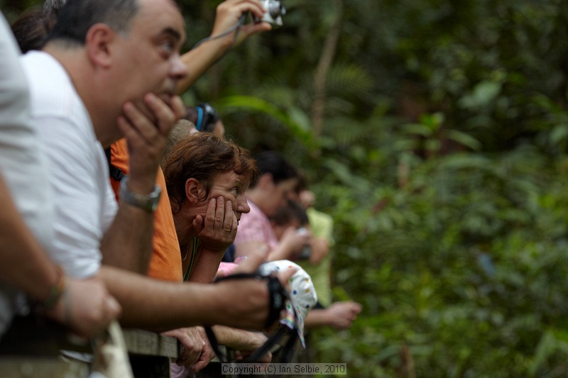 Semenggoh Orang Utang Rehabilitation Centre, Sarawak, East Malaysia (Borneo)