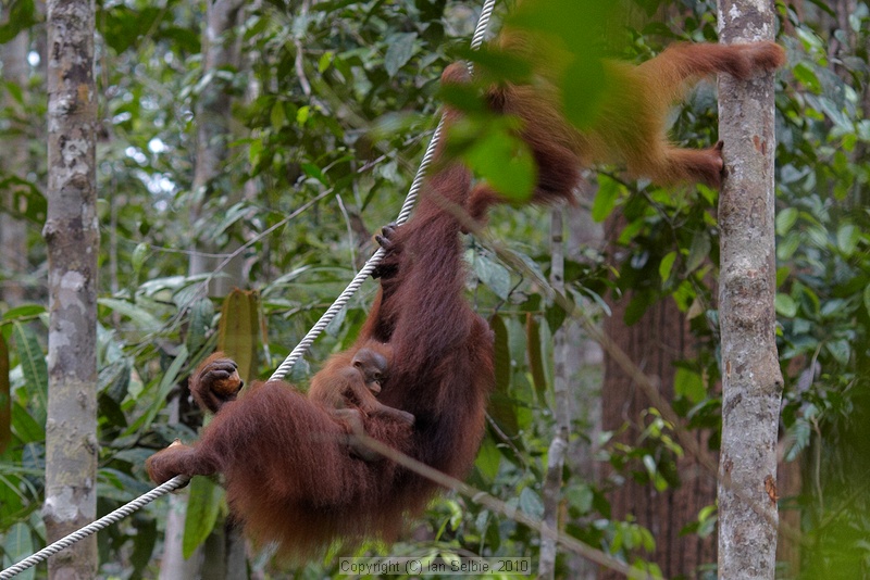 Semenggoh Orang Utang Rehabilitation Centre, Sarawak, East Malaysia (Borneo)