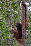 Semenggoh Orang Utang Rehabilitation Centre, Sarawak, East Malaysia (Borneo)