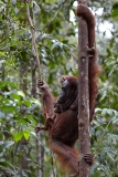Semenggoh Orang Utang Rehabilitation Centre, Sarawak, East Malaysia (Borneo)