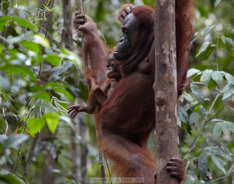 Semenggoh Orang Utang Rehabilitation Centre, Sarawak, East Malaysia (Borneo)