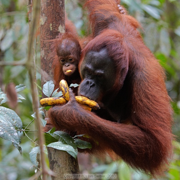Semenggoh Orang Utang Rehabilitation Centre, Sarawak, East Malaysia (Borneo)