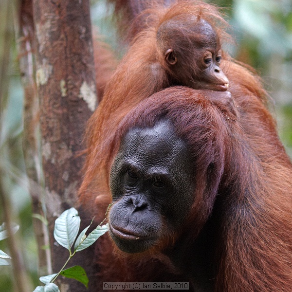 Semenggoh Orang Utang Rehabilitation Centre, Sarawak, East Malaysia (Borneo)
