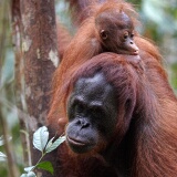 Semenggoh Orang Utang Rehabilitation Centre, Sarawak, East Malaysia (Borneo)