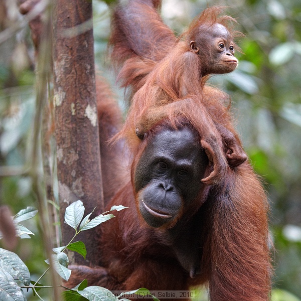 Semenggoh Orang Utang Rehabilitation Centre, Sarawak, East Malaysia (Borneo)