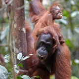 Semenggoh Orang Utang Rehabilitation Centre, Sarawak, East Malaysia (Borneo)